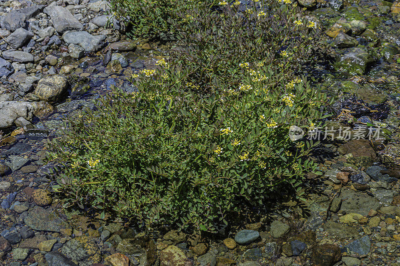 河边莲花，荷萨奇娅·pinnata，双子叶，是一种多年生草本植物，原产于加利福尼亚，发现于Modini Mayacamas保护区，索诺马县，加利福尼亚州。